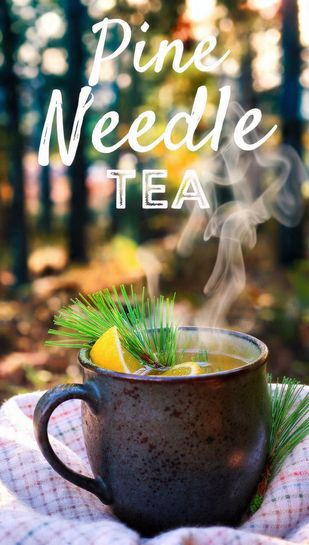 A steaming mug of amber pine needle tea with fresh pine sprigs and a lemon slice, set against a cozy, natural backdrop. Text overlay reads: PINE NEEDLE TEA